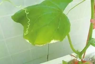 蔬菜叶片边缘发黄,不只是缺素