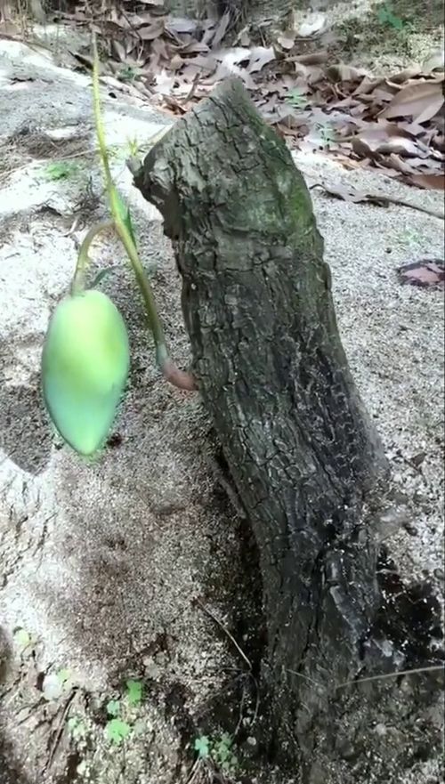 树老了,就把它砍了还能从根部发芽结果,这是要证明点什么吗