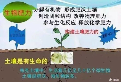 土壤改良需要引起更多的关注 勒夫黑黄金168