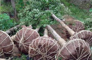 如何提高树木栽植成活率—如何提高树木栽植成