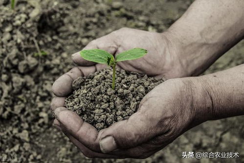 想让土壤肥沃,就得提高土壤有机质含量,你知道如何提高有机质吗