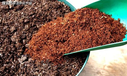 解锁椰子新用法 拿壳当盆养花,用椰糠为植物补充营养