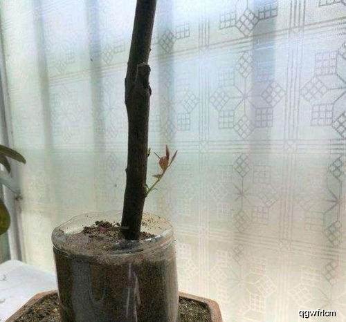 金弹子生桩发芽难 别不知道这个方法,抓紧处理优美盆景展现眼前