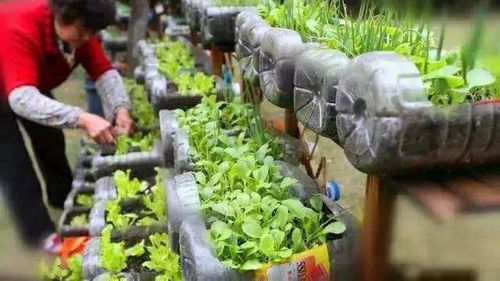 油桶如何改造种菜 3种切割方法,5个种植措施