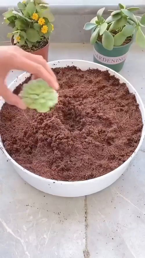 一款又能种花种菜的营养土 种花 绿色种植 花卉绿植 营养土