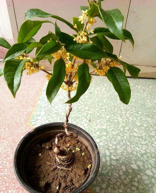 带黄泥的桂花怎样换盆-带黄泥的桂花怎样换盆好