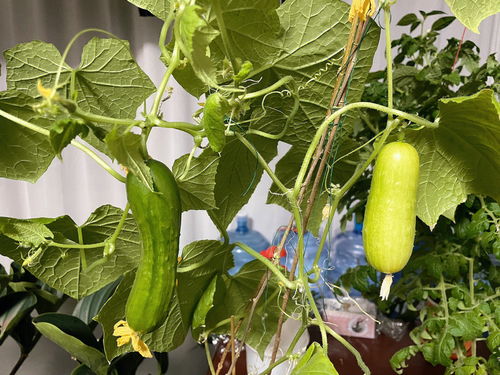 居家兴趣分享 种植杯后续大全
