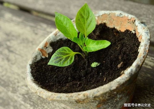 室内盆栽植物移栽和户外植物移栽对比,移栽后如何恢复健康