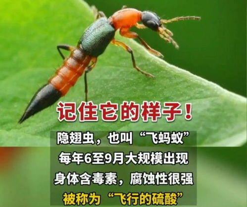 这种常见的小虫子是 会飞的强酸 ,多地有人遭其毁容 别用手拍