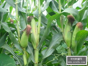 洋葱套种玉米种植技术 洋葱套种玉米栽培方法