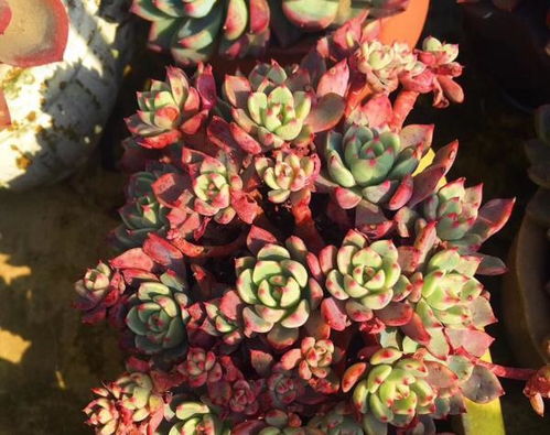 刚移栽的植物要马上浇水吗、刚移栽的植物要马
