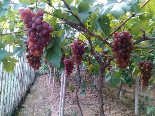 葡萄什么时候不能浇水、葡萄树施什么肥料最好