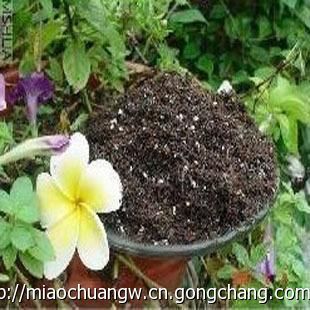 鹤山扁豆营养土锻造精品