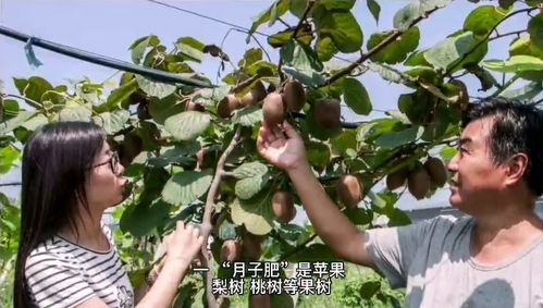 苹果,李子树等果树月子肥用什么肥料好,果树秋基肥给什么肥料