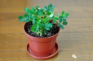 沤花肥,当盆栽,做菜吃,小花生全身都是宝 搜狐文化 搜狐网