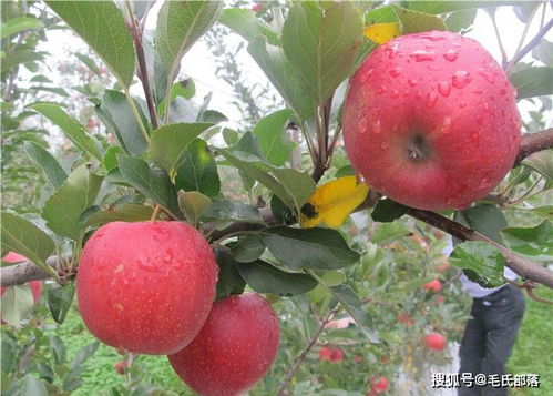苹果树栽培技术 苹果树大小年现象的原因及预防措施