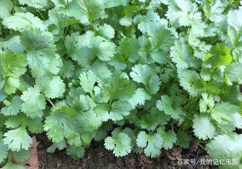 如何自己在家种香菜和小葱 这些方法值得学习