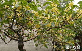 桂花盆栽怎么养 盆栽桂花的养殖方法和注意事项