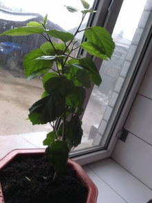 有谁知道木菊花平时修剪吗 怎么养,为什么我的不开花