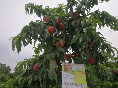 桃树施肥用什么肥料好 应该什么时候施肥