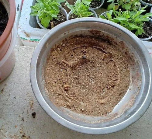 三伏天,8种花进入 鬼门关 ,切莫大意