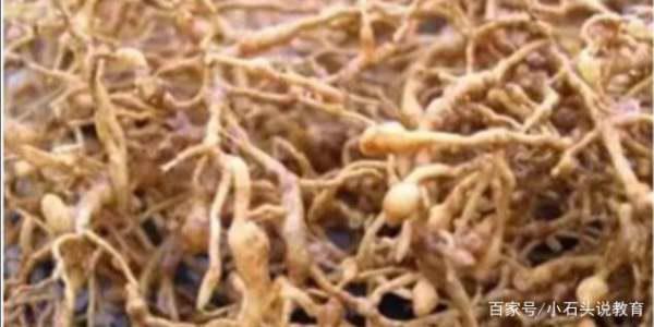 种菜土里长虫了怎么办