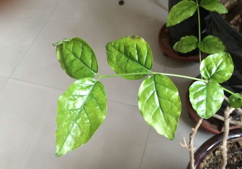 春剪茉莉花要小心,看好状态再下手,剪错了整年没花苞