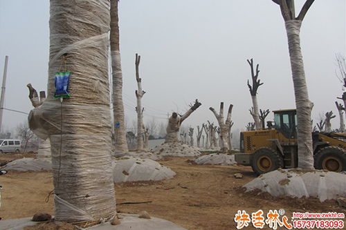 大树移栽难成活 大树移栽怎样才能提高成活率 