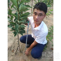 【李子苗木,李子树多少钱一棵】- 黄页88网