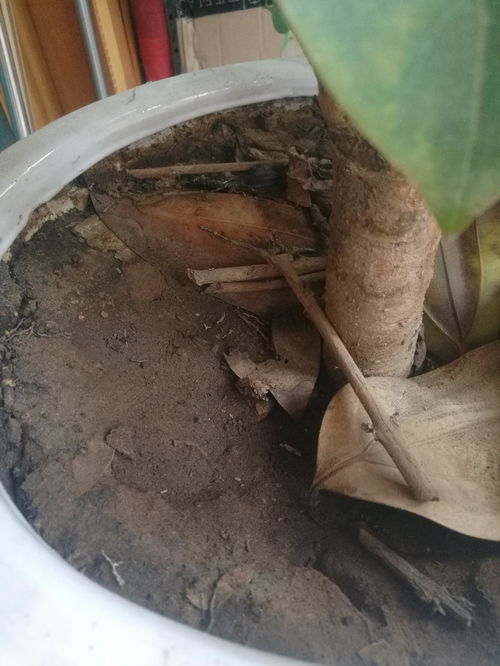 土壤总是结板 操作失误导致的,浇点这种水就好啦