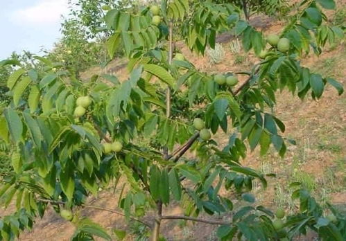 核桃树栽培技术 核桃树根系分类与分布 生长动态等特点