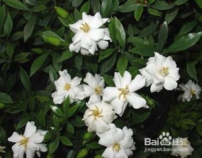 栀子花长虫子怎么办