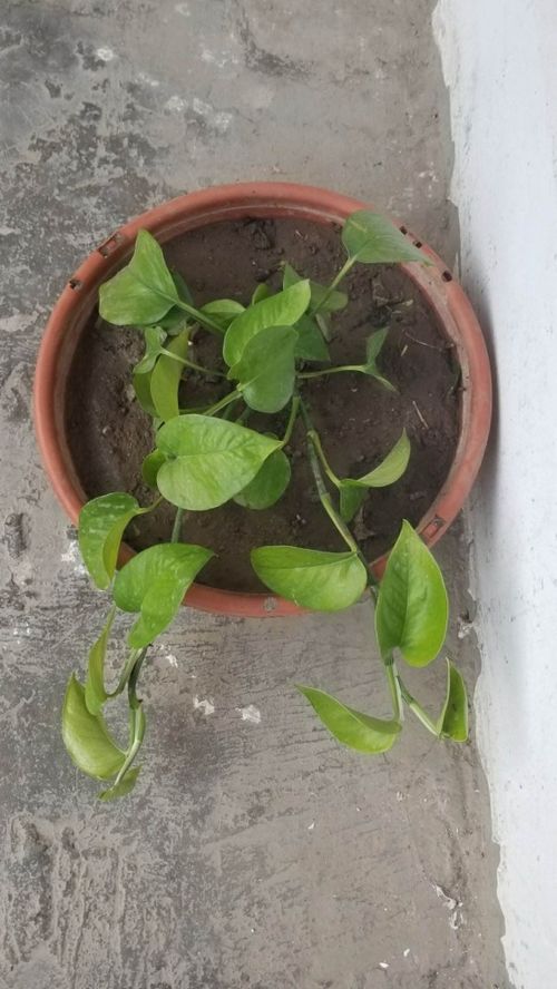君子兰看似枯萎,实则还有救,剪一刀俩月后发新芽