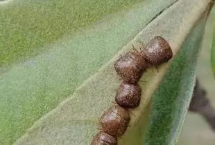 花盆里密密麻麻白点虫子_花盆里密密麻麻白点虫