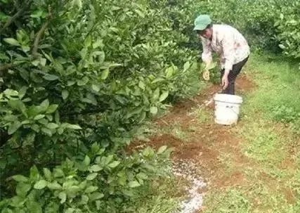 果树秋季施什么肥好,施多少肥 施肥位置哪里最好 全说清楚了