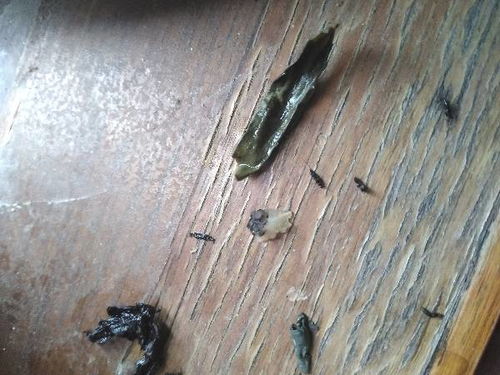 花盆有小白虫怎么消灭、花盆土里有小白虫子用