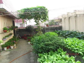 屋顶 露台怎么种菜 简单2步,菜长得好旺盛,一年四季收获不断