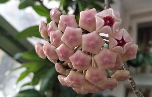 花盆里很多小飞虫,繁殖快消灭不完,什么方法能彻底消灭