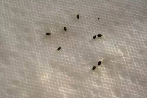还买什么花 水果种成盆栽美翻了