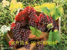 摩尔多瓦葡萄苗木价格 摩尔多瓦葡萄苗木批发 摩尔多瓦葡萄苗木厂家