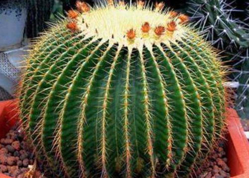 此款花卉便宜又好养,花艳易爆盆,花香四溢飘满屋,美