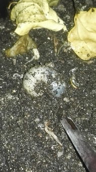浇水的时候,花盆里钻出一只大蛆