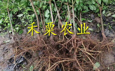 【汶川蜂糖李子苗品种|-汶川三年生蜂糖李苗价格】- 黄页88网
