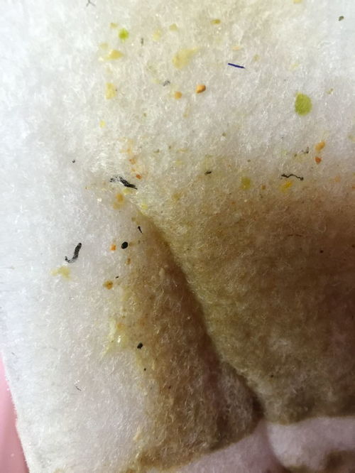 这是荷花盆中的小黑虫子 不只是什么虫 如何消灭