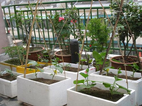 阳台种菜,自制营养土,土壤更耐用,营养更丰富,蔬菜长得更好