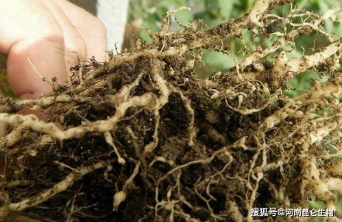 防治根结线虫的方法有哪些 根结线虫怎样防治 根结线虫防治方法线翘翘