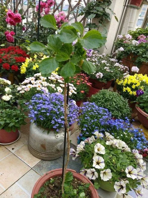 4 5月最热销的 8种花 ,个顶个的 爱开花 ,选它们准没错