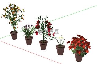 花盆植物设计图