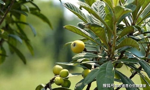 果树枇杷什么时候打叶面肥 枇杷树的施肥要点,枇杷着色增甜靓果防晒用什么