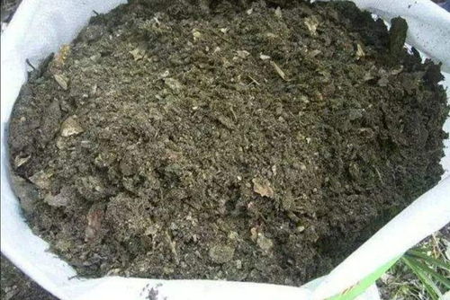 花盆里容易招小虫子,用2种简单的方法,对土壤进行消毒